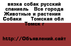 вязка собак русский спаниель - Все города Животные и растения » Собаки   . Томская обл.,Томск г.